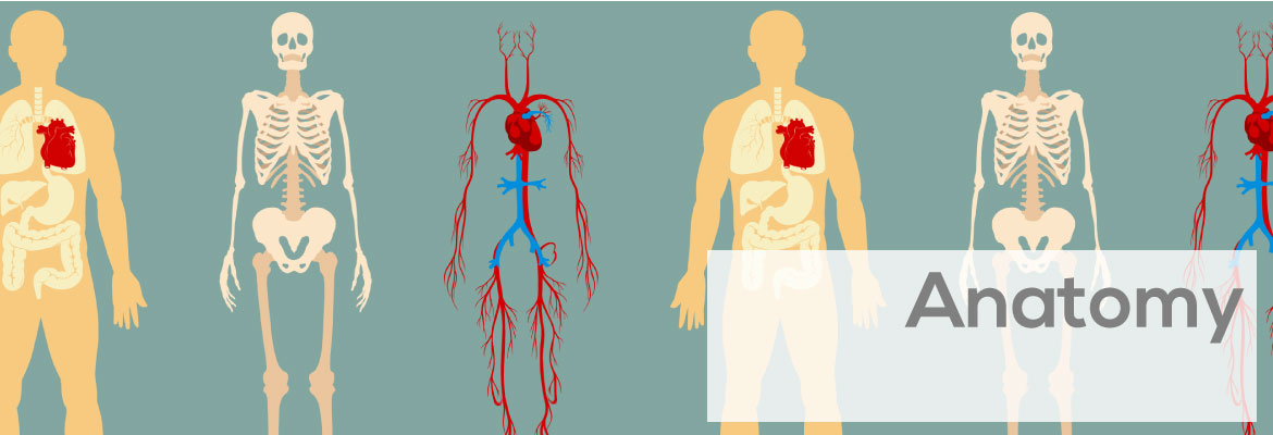 Anatomy Education Products, Materials & Models