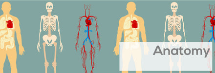 Anatomy Education Products, Materials & Models