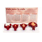 Life Unto Life: The Early Weeks of Pregnancy Display, full display with Spanish background card, Childbirth Graphics, 22773
