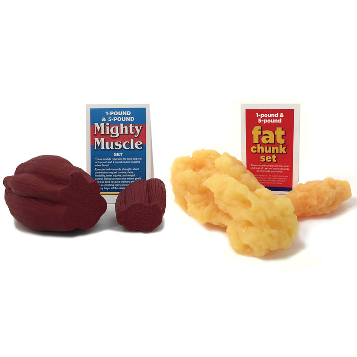 Fat Chunks and Mighty Muscle Set, health education model set, Health Edco physical education materials and models, 26025