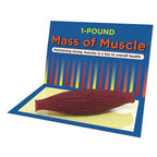 Mass of Muscle 1 pound model for health education, muscle at rest, physical activity education resources, Health Edco, 26037