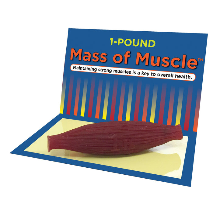 Mass of Muscle 1 pound model for health education, muscle at rest, physical activity education resources, Health Edco, 26037