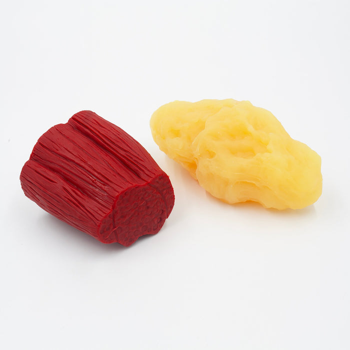 1-Pound Fat Chunk and Mighty Muscle Set, health education simulated pound of body fat and pound of muscle, Health Edco, 26131