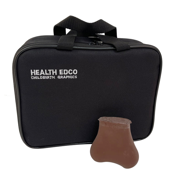 TSE (testicular self-exam model), brown skin tone, health education tool, two lumps in each testicle, Health Edco, 26400E