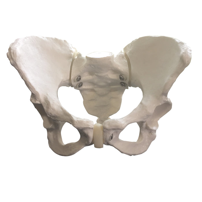 Standard Female Pelvis Model for childbirth education and anatomical teaching and instruction, Chilcbirth Graphics, 26464