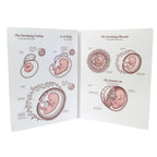 Life Unto Life Spiral-Bound Charts, childbirth education materials to explain fetal development, Childbirth Graphics, 43302