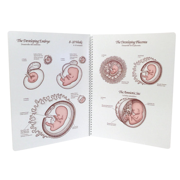 Life Unto Life Spiral-Bound Charts, childbirth education materials to explain fetal development, Childbirth Graphics, 43302