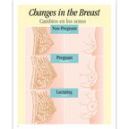 Breastfeeding Basics illustrated English/Spanish spiral-bound chart changes in the breast, Childbirth Graphics, 43308