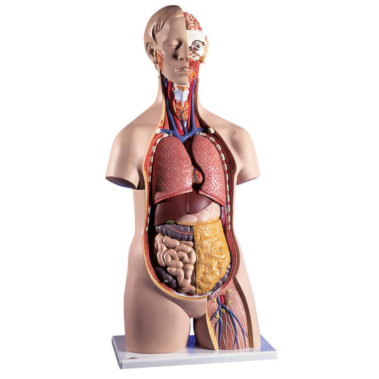 Standard Human Sexless Torso Model