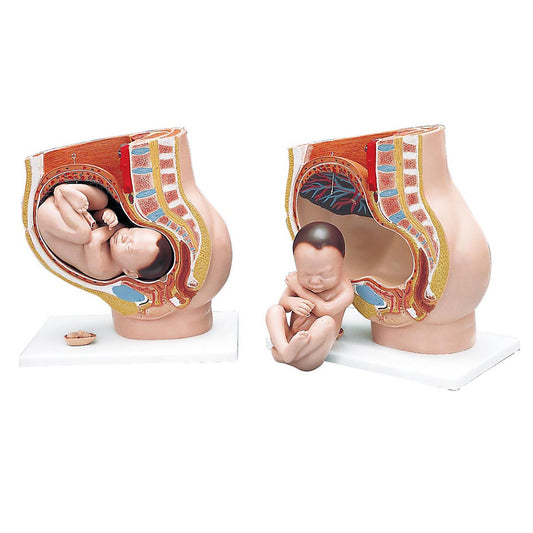 Three-Part Deluxe Pregnancy Pelvis Model