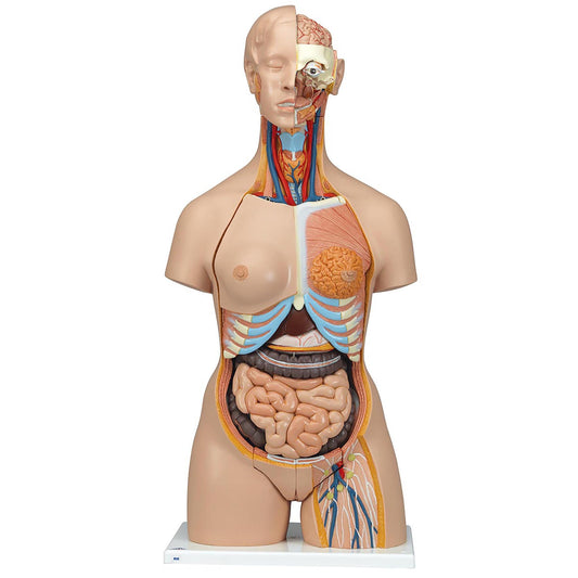 Deluxe Male/Female Torso Model