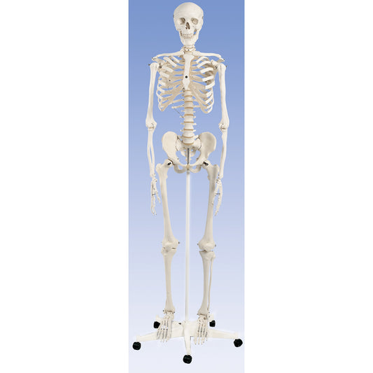 Standard Skeleton Model