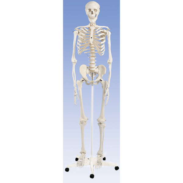 Standard Skeleton Model