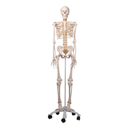 Human Skeleton with Flexible Spine Model