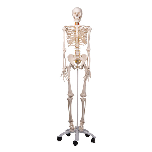 Human Skeleton with Flexible Spine Model