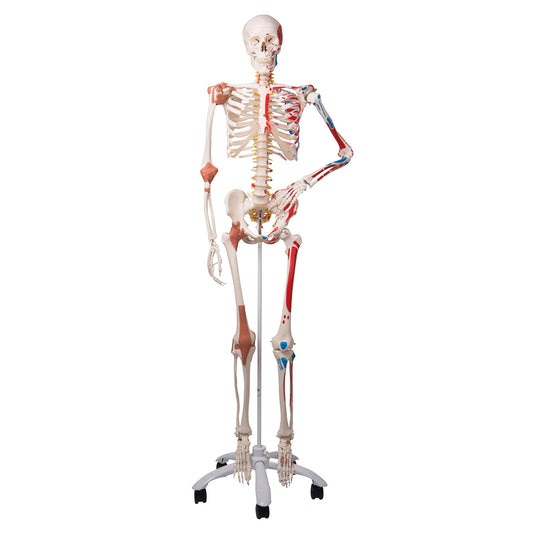 Deluxe Human Skeleton Model