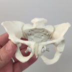 Deluxe Mini-Model Set With Flexible Pelvis by Childbirth Graphics, set's easy-to-manipulate mini flexible pelvis model, 54083