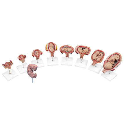 Stages of Fetal Development Model Set