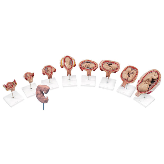 Stages of Fetal Development Model Set