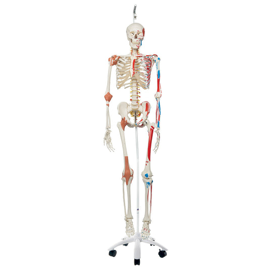 Deluxe Human Skeleton Model, Suspended Version
