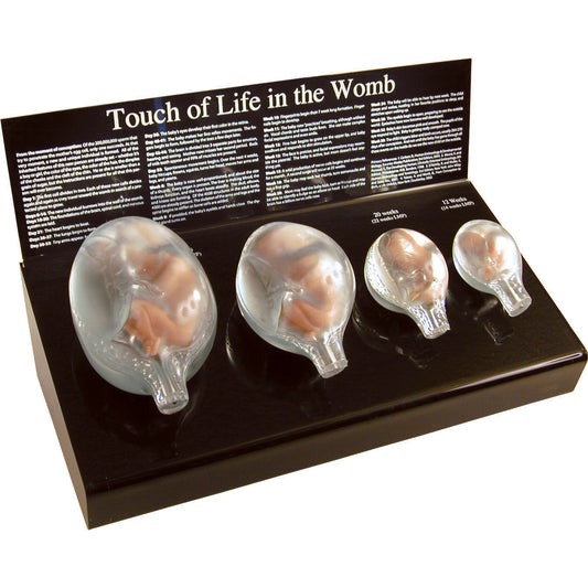Touch of Life in the Womb Models