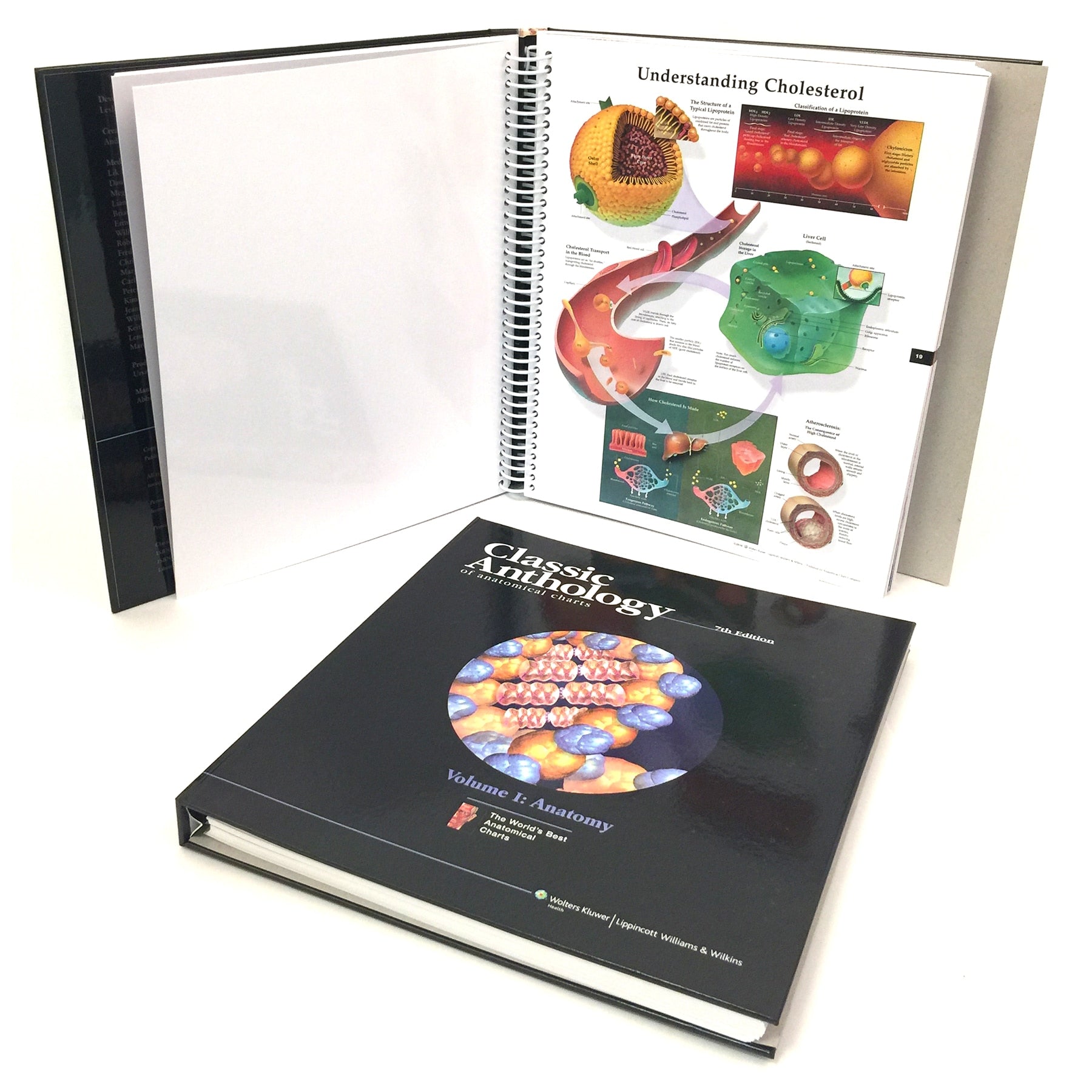 Classic Anthology Of Anatomical Charts | Health Edco – healthedco