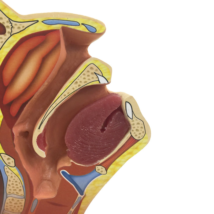 Swab Test Training Model for health training by Health Edco, close up of model's nasal and oral cavities with tongue, 78034