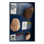 Alcohol Abuse Consequences 3-D Display, health education display, close-up of sculpted painted models, Health Edco, 78879