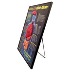 Anatomy of an Opioid Abuser 3-D health education display side view with models and display stand, Health Edco, 78883