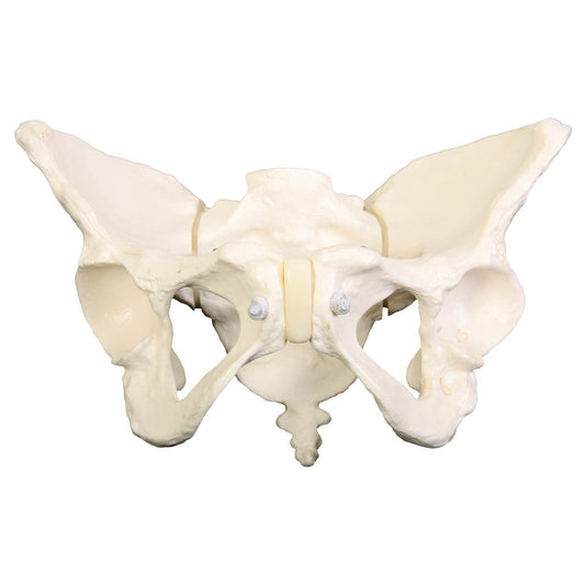 Deluxe Flexible Pelvis Model