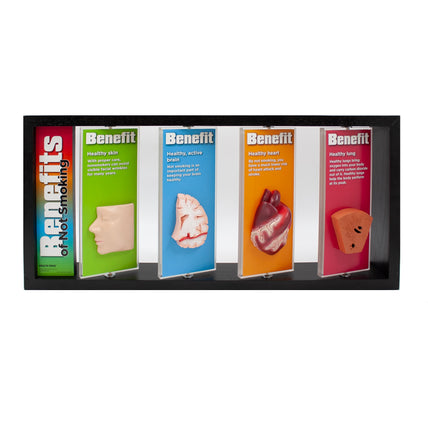 Benefits of Not Smoking 3-D Display for health education with body organ models, tobacco education models, Health Edco, 79032