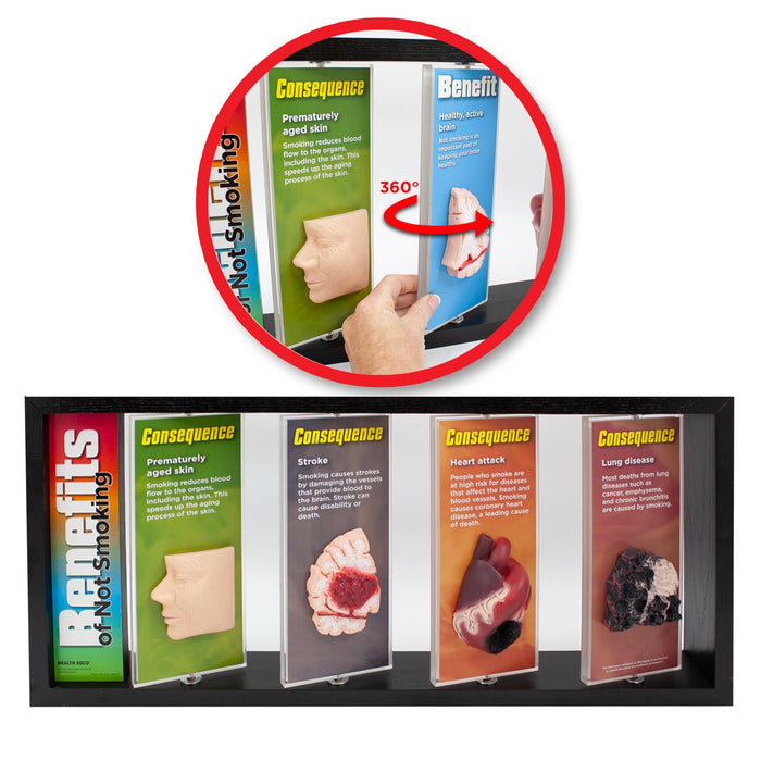 Benefits of Not Smoking 3-D Display for health education with body organ models, tobacco education models, Health Edco, 79032