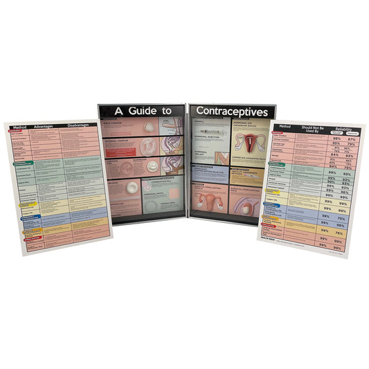 A Guide to Contraceptives Kit, Health Edco health education and sex education 3-D teaching display with models, 79256