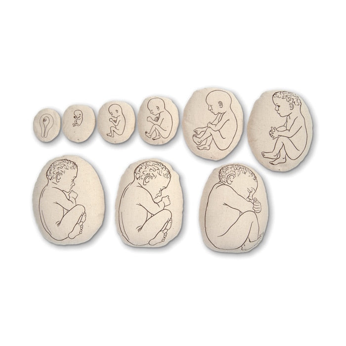 Womb to Grow Model Set, nine pillowlike childbirth education models with image of growing fetus, Childbirth Graphics, 79869