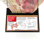 Nasogastric Intubation Model, medical health training model, label of base of teaching model, Health Edco 84087