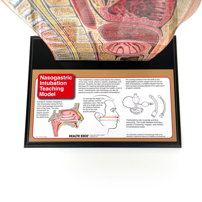 Nasogastric Intubation Model, medical health training model, label of base of teaching model, Health Edco 84087