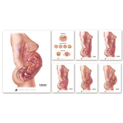 With Child Conception to Birth Chart Set for childbirth education by Childbirth Graphics showing conception to birth, 90063
