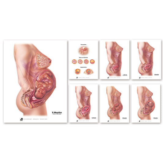 With Child Conception to Birth Chart Set for childbirth education by Childbirth Graphics showing conception to birth, 90063