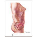 With Child Conception to Birth Chart Set for childbirth education by Childbirth Graphics, month two of pregnancy chart, 90063