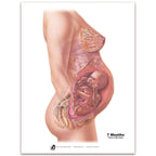 With Child Conception to Birth Chart Set for childbirth education by Childbirth Graphics, seventh month pregnancy chart, 90063