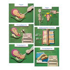 Labor and Birth Intervention Chart Set, six childbirth education charts with a paper art 3D look, Childbirth Graphics, 90615