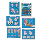 Six Essential Labor and Birth Charts (6), English/Spanish, childbirth education charts, Childbirth Graphics, 90630