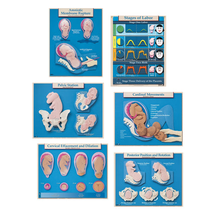 Six Essential Labor and Birth Charts (6), English/Spanish, childbirth education charts, Childbirth Graphics, 90630