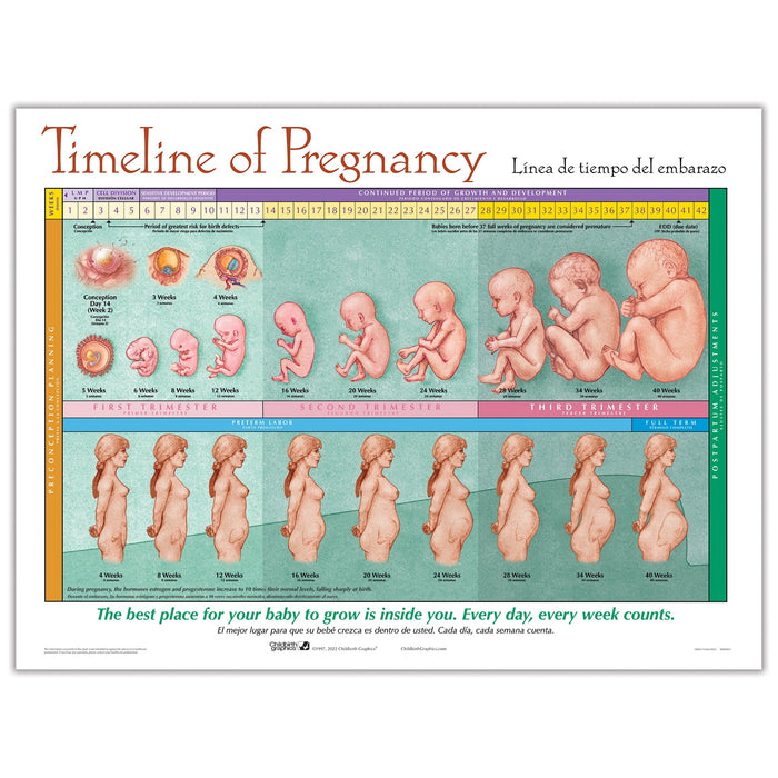 Timeline of Pregnancy Chart from Childbirth Graphics showing fetal development and parallel maternal uterine growth, 90823